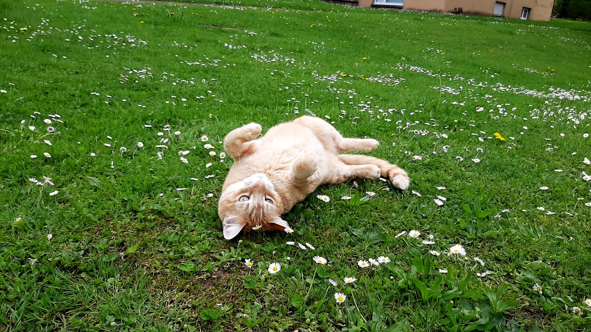 Eine rot-weisse Katze wälzt sich wohlig im Gras.